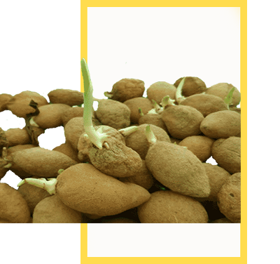 Salep Orkidesi Yumrusu Karışık İri Türler 100 Adet