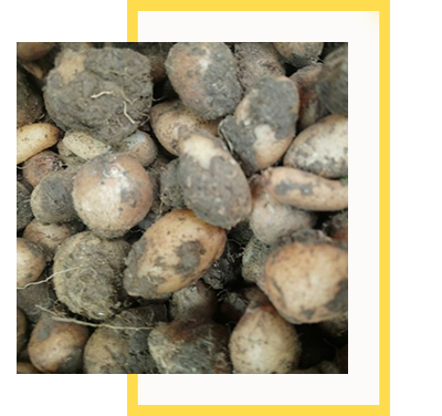 Salep Orkidesi Yumrusu Küçük Boy 100 Adet